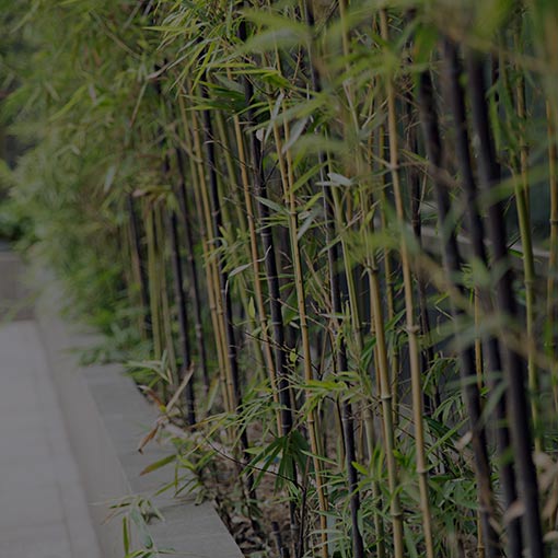 photo of bamboo plants