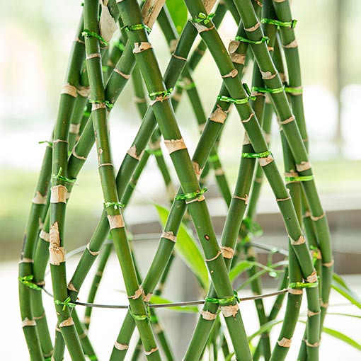 image of bamboo plant